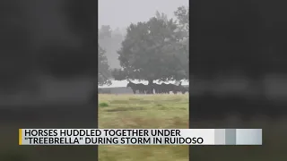 Horses huddle under tree during storm in Ruidoso