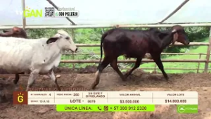 Tu vitrina gandadera - TvAgro por Juan Gonzalo Angel