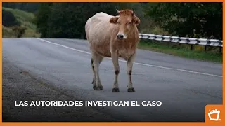 Accident involving a cow leaves a young woman dead