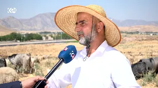 دابەزینی نرخی کا لە حاجیاوە
