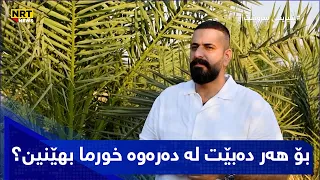بۆ هەر دەبێت لە دەرەوە خورما بهێنین؟ بۆچی خۆمان نەیڕوێنین؟