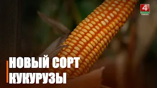 Полесский институт растениеводства презентовал новый гибрид кукурузы из линейки «Вивален»