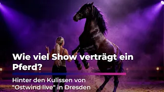 Between SHOW and ANIMAL WELFARE: Behind the scenes of "Ostwind live"