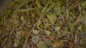 Священное Писание или закон? Слово мудрости Церкви Иисуса Христа Святых последних дней было предс...