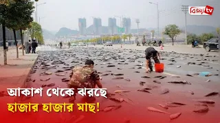 আকাশ থেকে ঝরছে হাজার হাজার মাছ! Bijoy TV