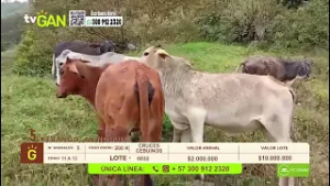 Tu vitrina ganadera- TvAgro por Juan Gonzalo Angel