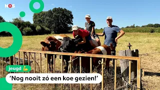 Thijs and Ries take cows for a walk in their village together