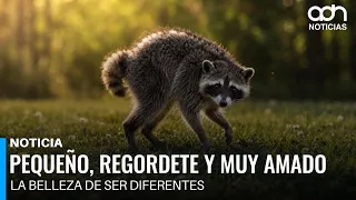 Conoce a Jimothy, el mapache redondito que derrite las redes