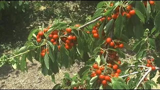 Ove godine u Rasinskom okrugu beleži se izuzetno dobar i rekordan rod voća