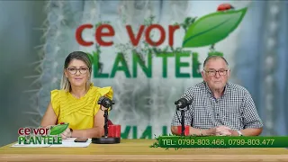 CE VOR PLANTELE CHRISTINA GHIBU 05 08 2026 P1