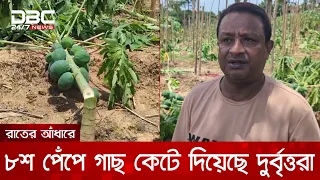 রাঙামাটিতে রাতের আঁধারে ৮শ পেঁপে গাছ কেটে দিয়েছে দুর্বৃত্তরা | DBC NEWS