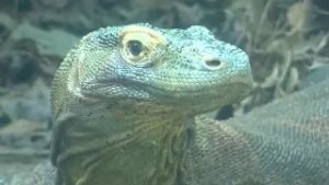 Dinosaurs coming to the Birmingham Zoo