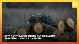 Can you legally sell firewood harvested from a forest?