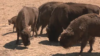 The bison miracle: the only area the fire couldn't destroy in the Sierra Oeste