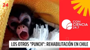 Los otros "Punch": historias de rehabilitación de primates en Chile | 24 Horas TVN Chile