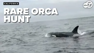 Rare orca hunt caught on camera