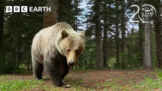 Grizzly Bears Enjoy A Back Scratch! | 20 Years of Planet Earth II | BBC Earth