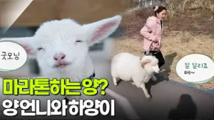 [우리 동네 人스타] 마라톤 하는 양 언니와 ‘하양이’ [생방송 굿모닝 대한민국] | KBS 260227 방송