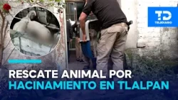 Animal hoarding reported at a home in Tlalpan; authorities rescue 26 cats and 5 dogs