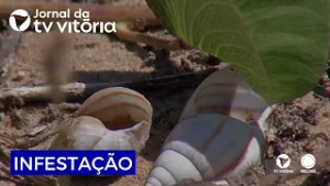 Ratos e caramujos africanos voltam a aparecer em áreas de restinga.