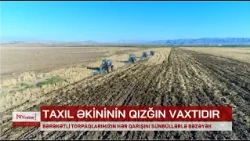 Naxçıvanda payızlıq taxıl əkinləri genişlənir