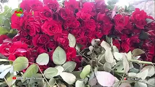 HARVEST YIELDS DROP, ROSE PRICES RISE