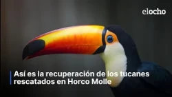 THIS IS THE RECOVERY OF THE TOUCANS RESCUED AT HORCO MOLLE