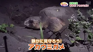 [Get to Know Miyazaki] Japan's Treasure: Let's Protect the Loggerhead Sea Turtle (Broadcast on Au...