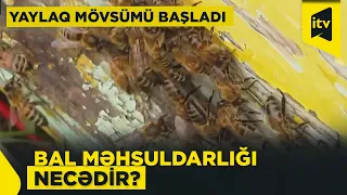 Arıxanalar yaylaqlara köçürülüb: bu il məhsuldarlıq necədir?