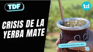 Crisis de la yerba mate: productores denuncian quiebras y cheques rebotados en misiones