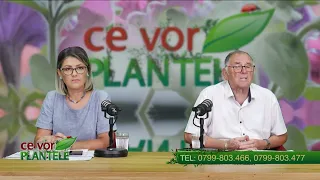 Cristina Ghibu and Horia Ghibu - How to help fruits and vegetables set fruit from blossoms?