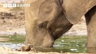 Uncovering the Secret Lives of Forest Elephants | BBC Earth