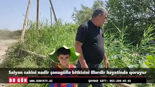 Salyanda sanagulle
