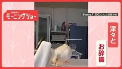 深々と“ペコリ”　白は正義？　礼儀正しいハトさん　なぜ色々な物にお辞儀するの？【羽鳥慎一モーニングショー】(2026年10月10日)
