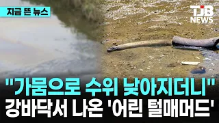 "가뭄으로 수위 낮아지더니…" 강바닥서 나온 '어린 털매머드'｜ TJB 대전·세종·충남뉴스