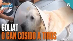 Goliat o CAN cosido a TIROS | HORA GALEGA