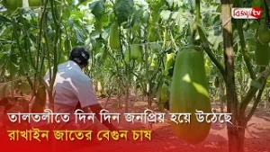 তালতলীতে দিন দিন জনপ্রিয় হয়ে উঠেছে রাখাইন জাতের বেগুন চাষ । Bijoy TV