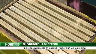 При Георги Атанасов от Царево – чудото на мановия мед