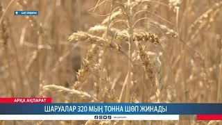 Шаруалар 320 мың тонна шөп жинады