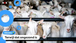 Toch nieuwe huizen bij geitenboerderijen