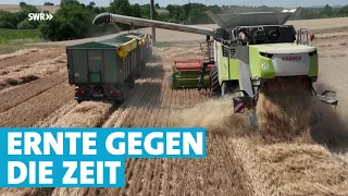 „Regionaler geht es gar nicht“: So läuft die Weizenernte in der Südpfalz