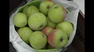 Ақтөбелік бағбандар алғашқы өнімді жинап бастады