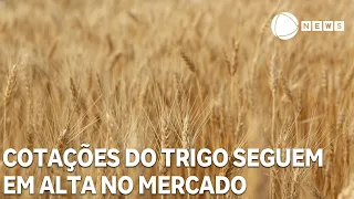 Wheat prices continue to rise in the Brazilian market