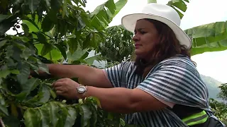 Coffee growers in Southwest Antioquia are already being affected by the El Niño phenomenon