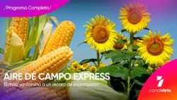 Corn and sunflower: record exports - Aire de Campo Express
