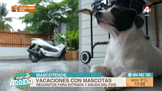 Vamo Arriba - Vacationing with pets