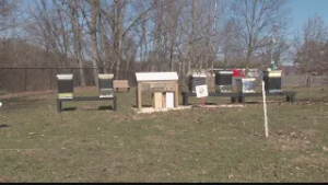 Master beekeeper details how hives stay near 94 degrees during winter