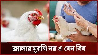 ব্রয়লার মুরগির নামে প্লেটে আসলে কি তুলে নিচ্ছেন? জানলে শিউরে উঠবেন! | Mytv