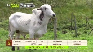 Tu vitrina ganadera - TvAgro por Juan Gonzalo Angel