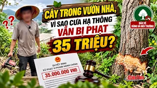 Why Was a 35 Million VND Fine Issued for Cutting Down a Pine Tree in One’s Own Garden? | Can Tho